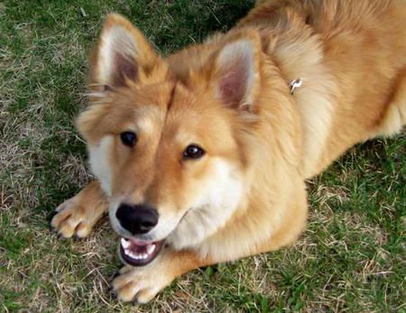 Chula The Mixed Breed Chow Chow Mix Chow Chow Dogs