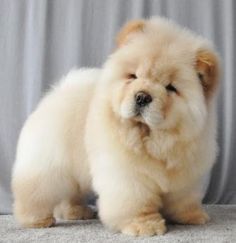 Como Cuidar De Chow Https Go Hotmart R4922414h Como Cuidar De Chow Https Go Hotmart R4922414h