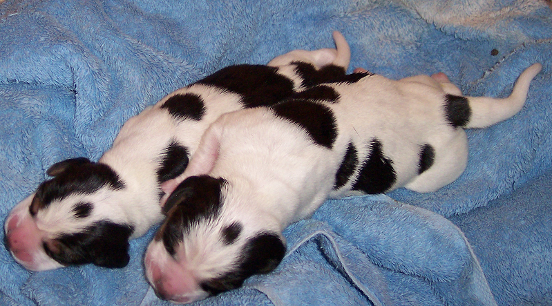 Beagles Puppies Beagle Wikimedia Commons 34 Hours Puppies Beagle Puppy Beagle Beagles Puppies Beagle Wikimedia Commons 34 Hours Puppies Beagle Puppy Beagle