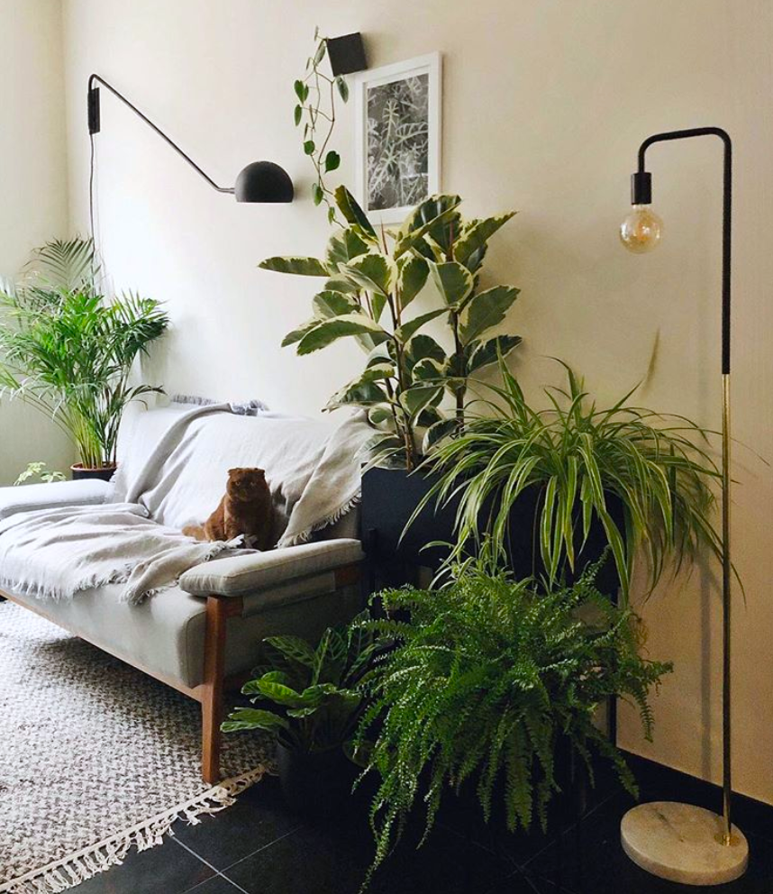 How To Arrange Plants In Living Room - Plant Ideas