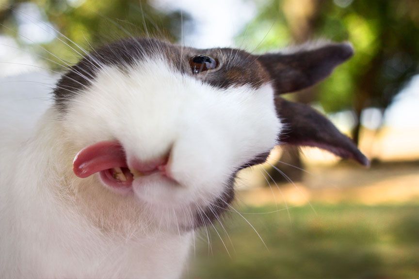 22 Meilleures Idées Sur Tirer La Langue Tirer La Langue Photo Animaux Animaux