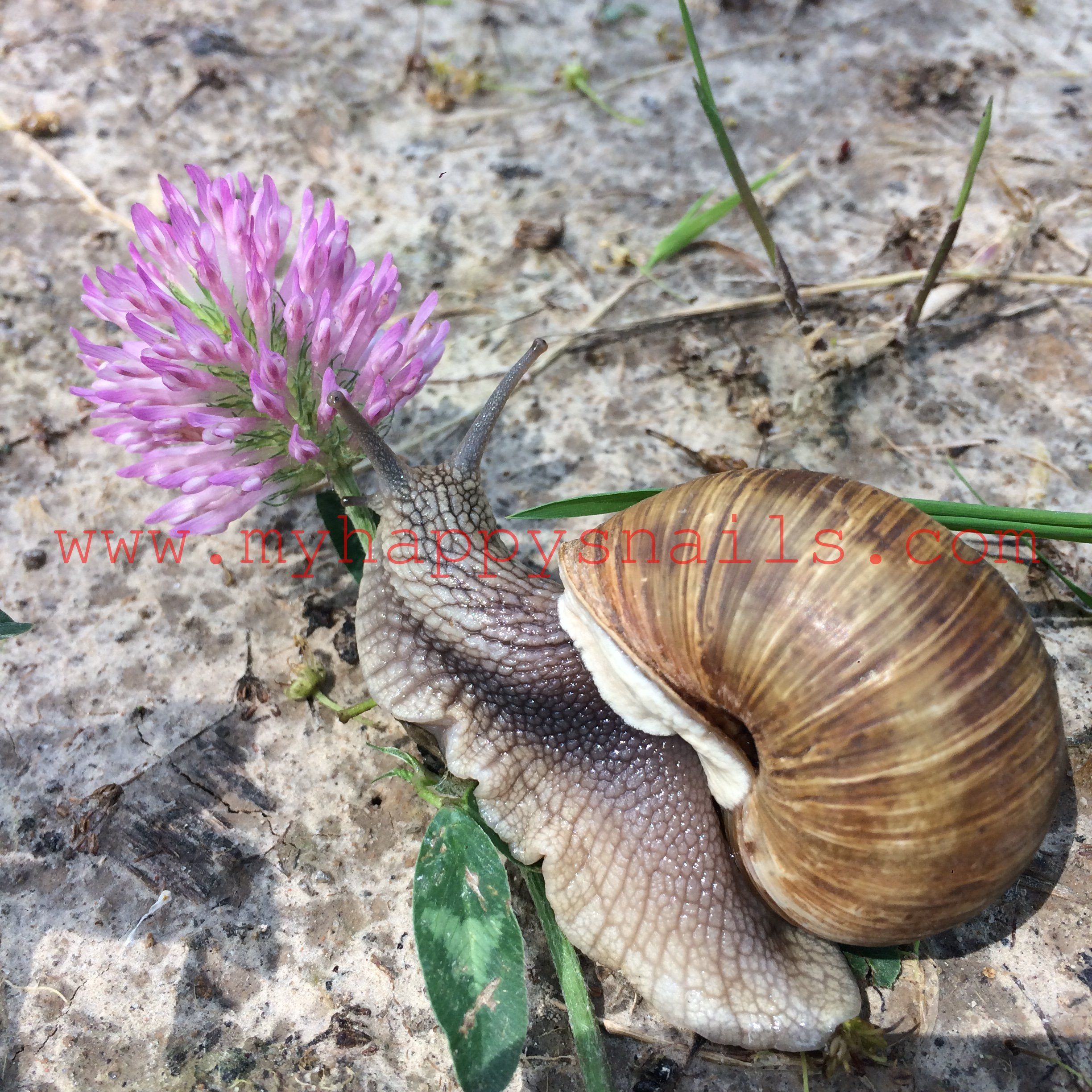 Helix Pomatia & flower What Do Snails Eat, Snails For Sale, Pet Snails