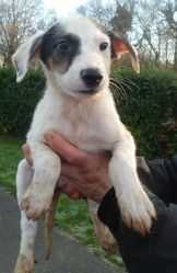 Jack Russel Guide Complet Hector Kitchen
