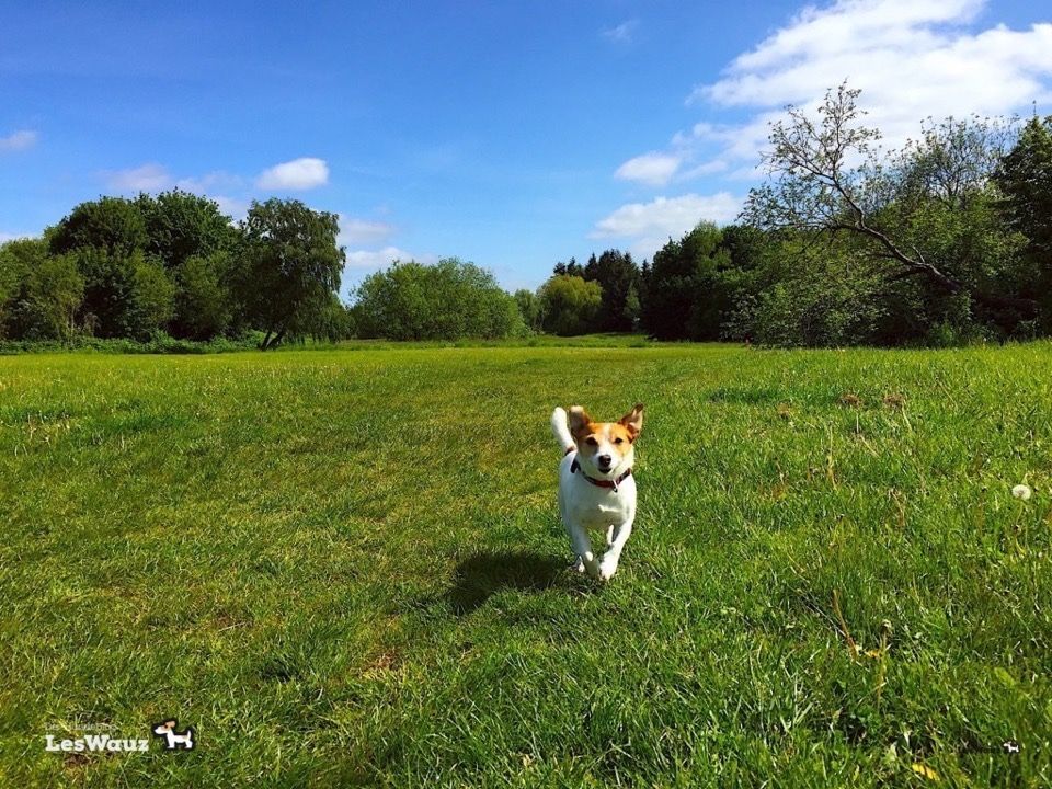 Der ängstliche Hund was kann ich mit meiner Körpersprache für ihn tun? LesWauz Ängstlicher