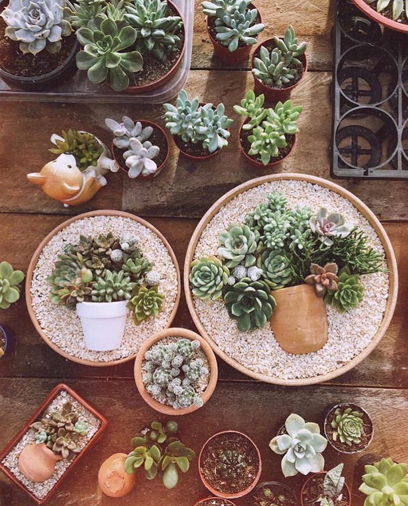 7 Best Succulents for Beginners