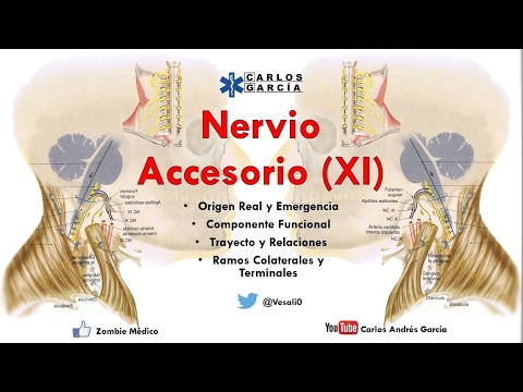 tercera parálisis del nervio craneal en diabetes tercera parálisis del nervio craneal en diabetes