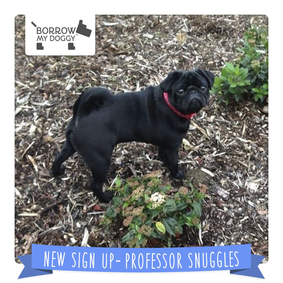 Find Your Perfect Match Snuggles Dog Signs Dogs