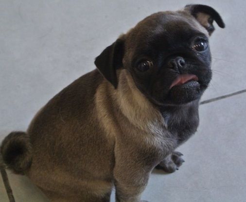 Cute Silver Pug Puppy Sweet Puggies Pugs Pug Puppies