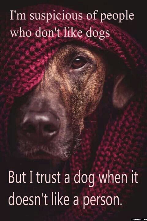 Can A Dog Sense A Heart Attack Can A Dog Sense A Heart Attack