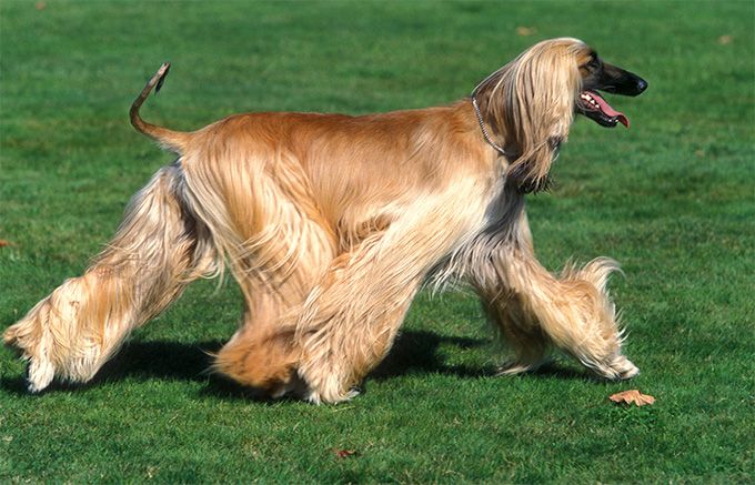 Afghan Hound Dog Breed Information Pictures Characteristics
