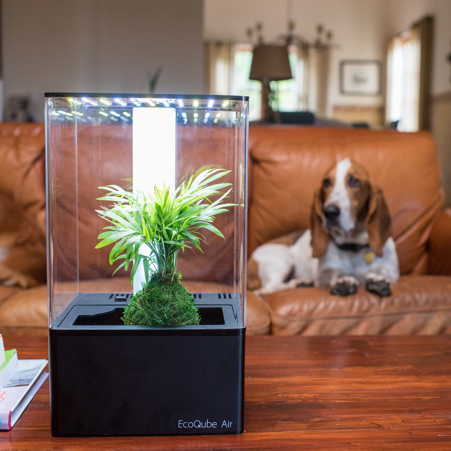 EcoQube Air | Led grow lights, Hydroponics, Grow lights