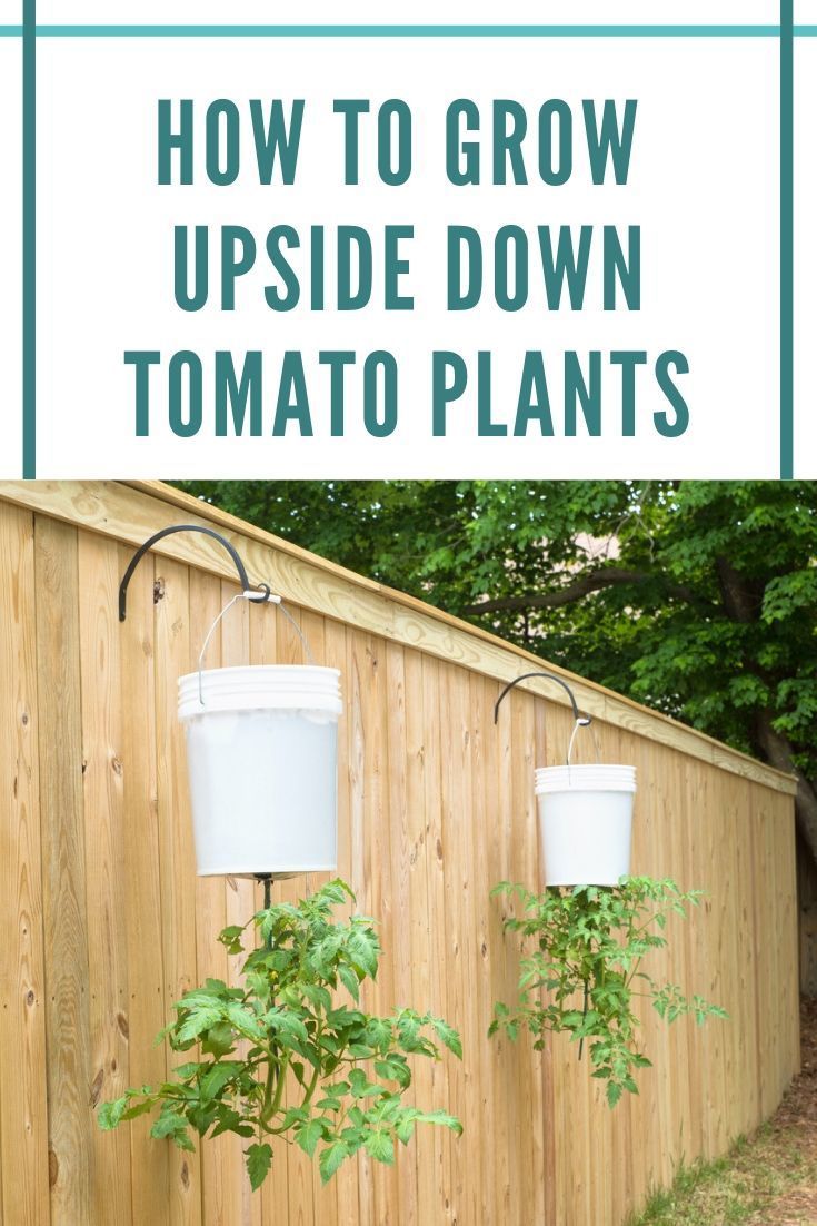 This clever tomato growing trick means you can grow tomatoes in the tiniest of spaces, without fear of weeds or diseases and with abundant harvests. Here's how to do it. Grow Organic, Organic Plants, Organic Gardening, Gardening Tips, Ladies Gardening, Gardening Services, Gardening Gloves, Indoor Gardening, Upside Down Tomato Planter
