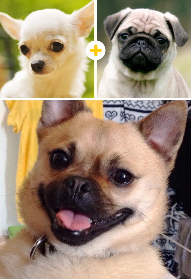 15 perros combinados