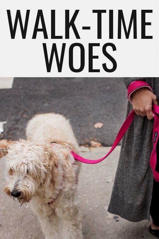 Dog Training Kit For Big Dogs Dog Training Naples Fl Dog