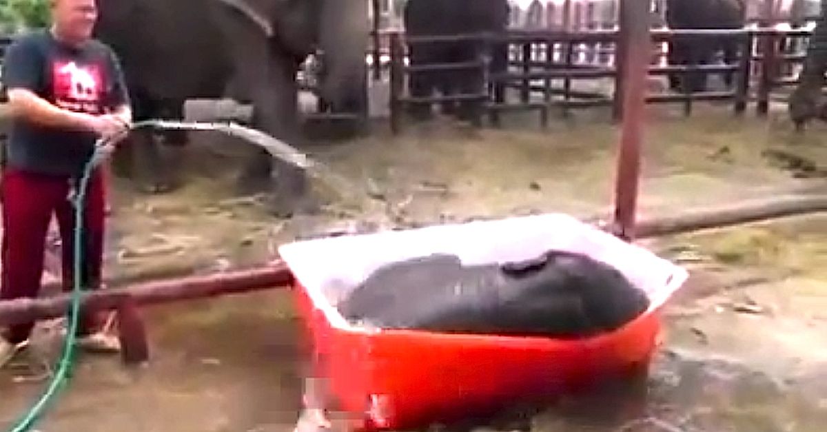 Fact Nothing Is Cuter Than A Baby Elephant Playing In Kiddie Pool Now Thats Just Too Adorable For Words The Little Cutie Youre About Fact Nothing Is Cuter Than A Baby Elephant Playing In Kiddie Pool Now Thats Just Too Adorable For Words The Little Cutie Youre About