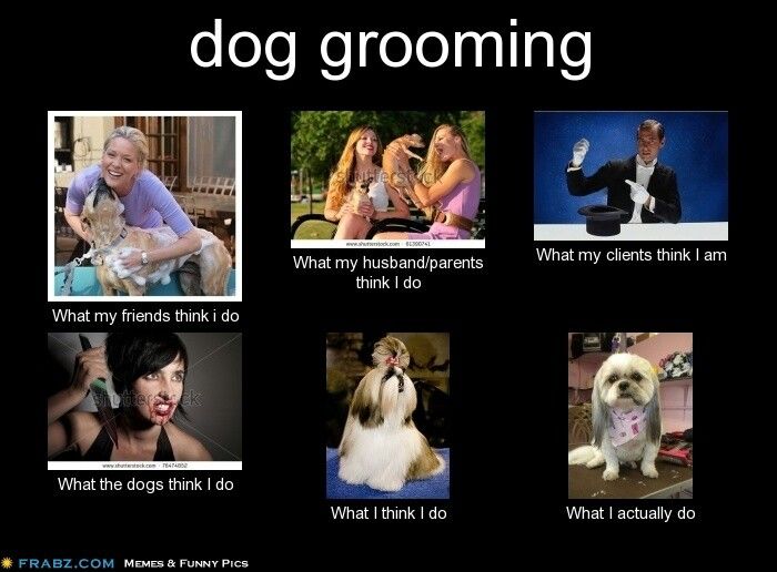 Pin By Bernadette On I GROOM DOGS TOO Dog Grooming Salons Dog pin-by-bernadette-on-i-groom-dogs-too-dog-grooming-salons-dog
