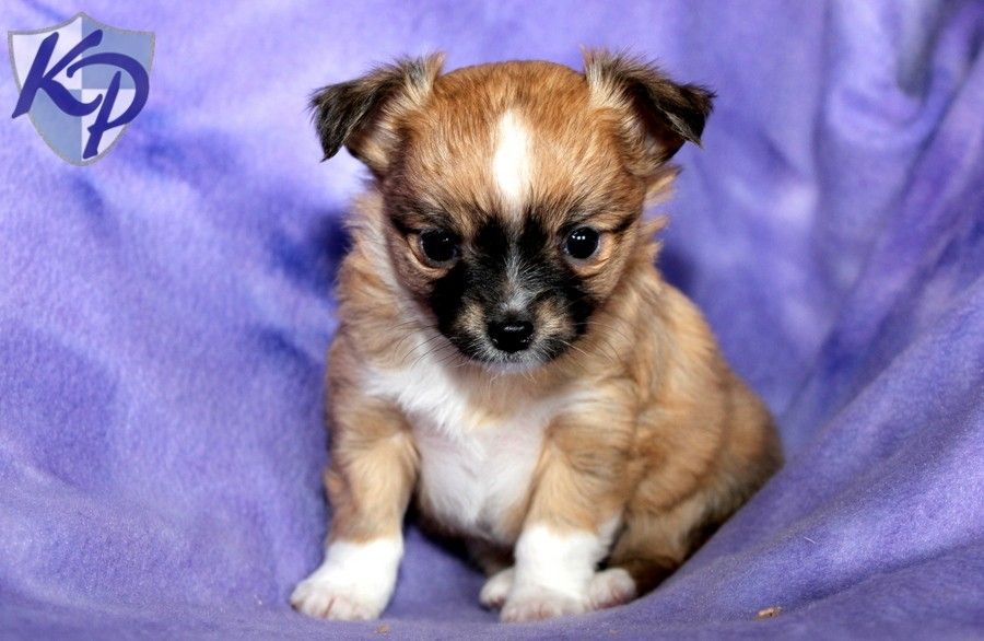 Puppy Finder Find Buy A Dog Today By Using Our Petfinder