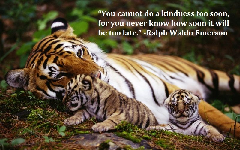 Tiger Quotes You Cannot Do A Kindness Too Soon For You Never