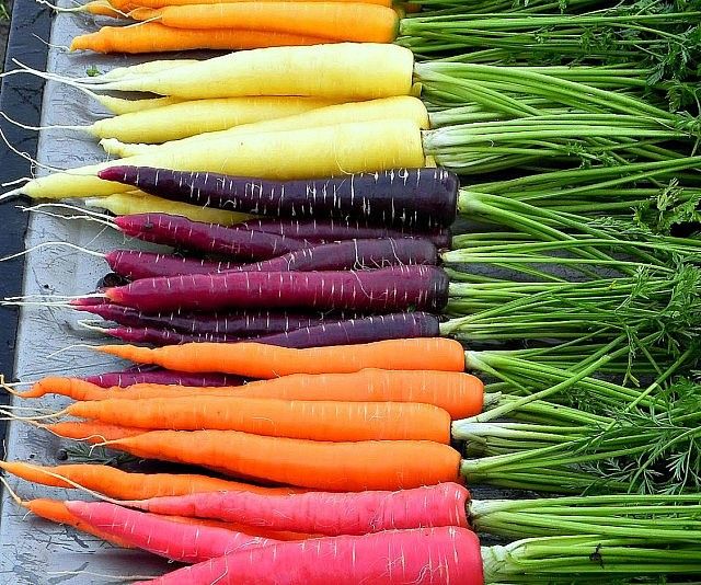 Rainbow carrot plants