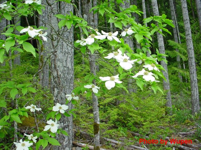 pacific dogwood google search pacific dogwood pinterest pacific dogwood google search