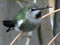 This Anna S Hummingbird Was Caught In Spokane Wa Over The Winter Click Through To Learn About Her Experiences Hummingbird Humming Bird Feeders Backyard Birds