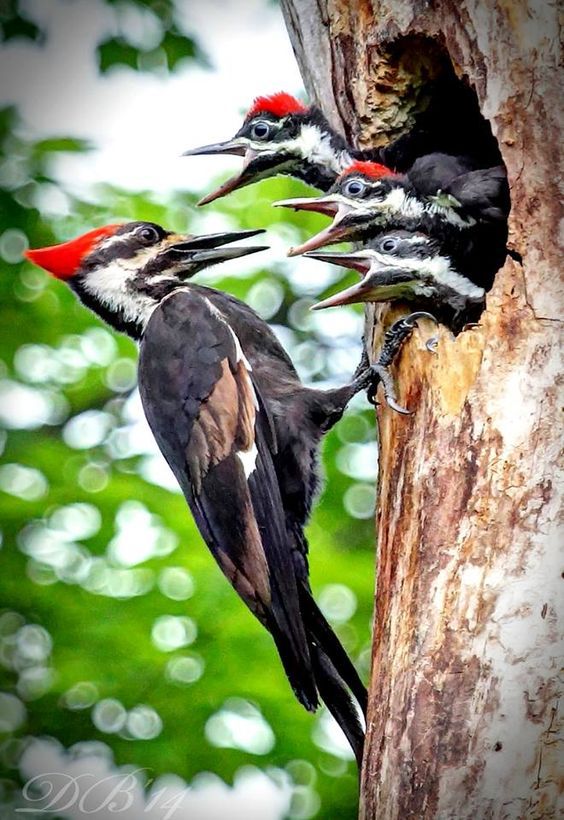 What Do Woodpeckers Eat?