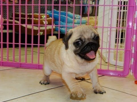 Pin By Pugs Lover T Shirt Store On Little Pugs Pug Puppies Pug