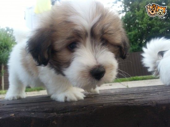 Beautiful Female Coton De Tulear Puppy Available Coton De Tulear