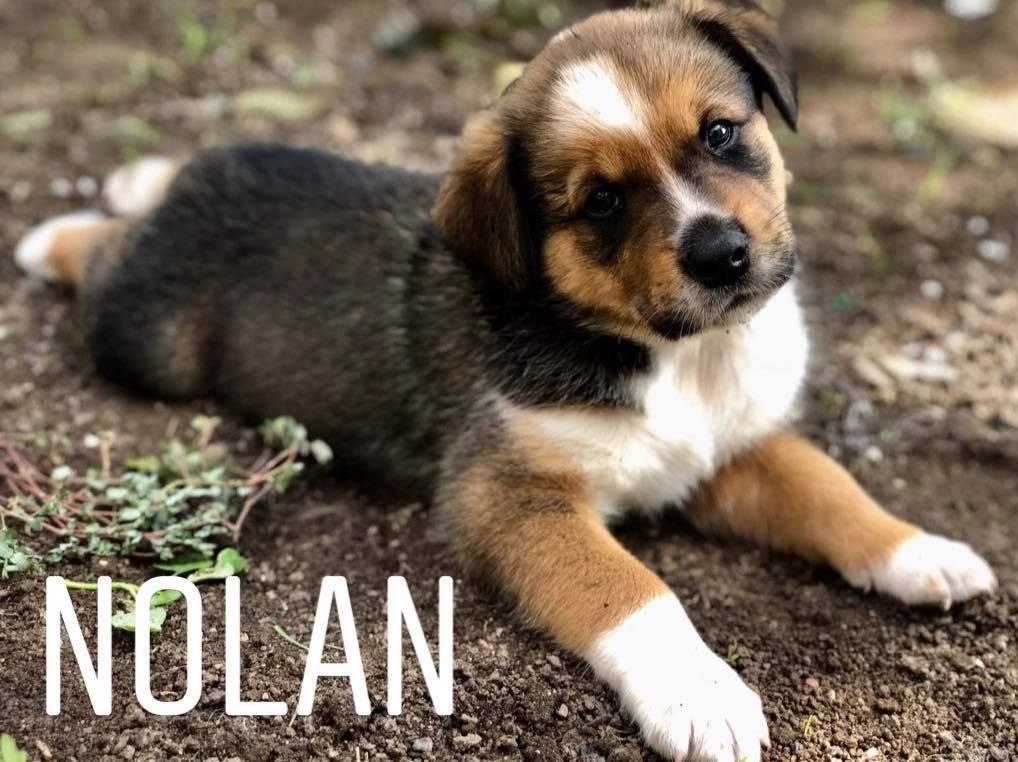 Adopt Nolan On Rottweiler Mix Rottweiler Dog Adoption