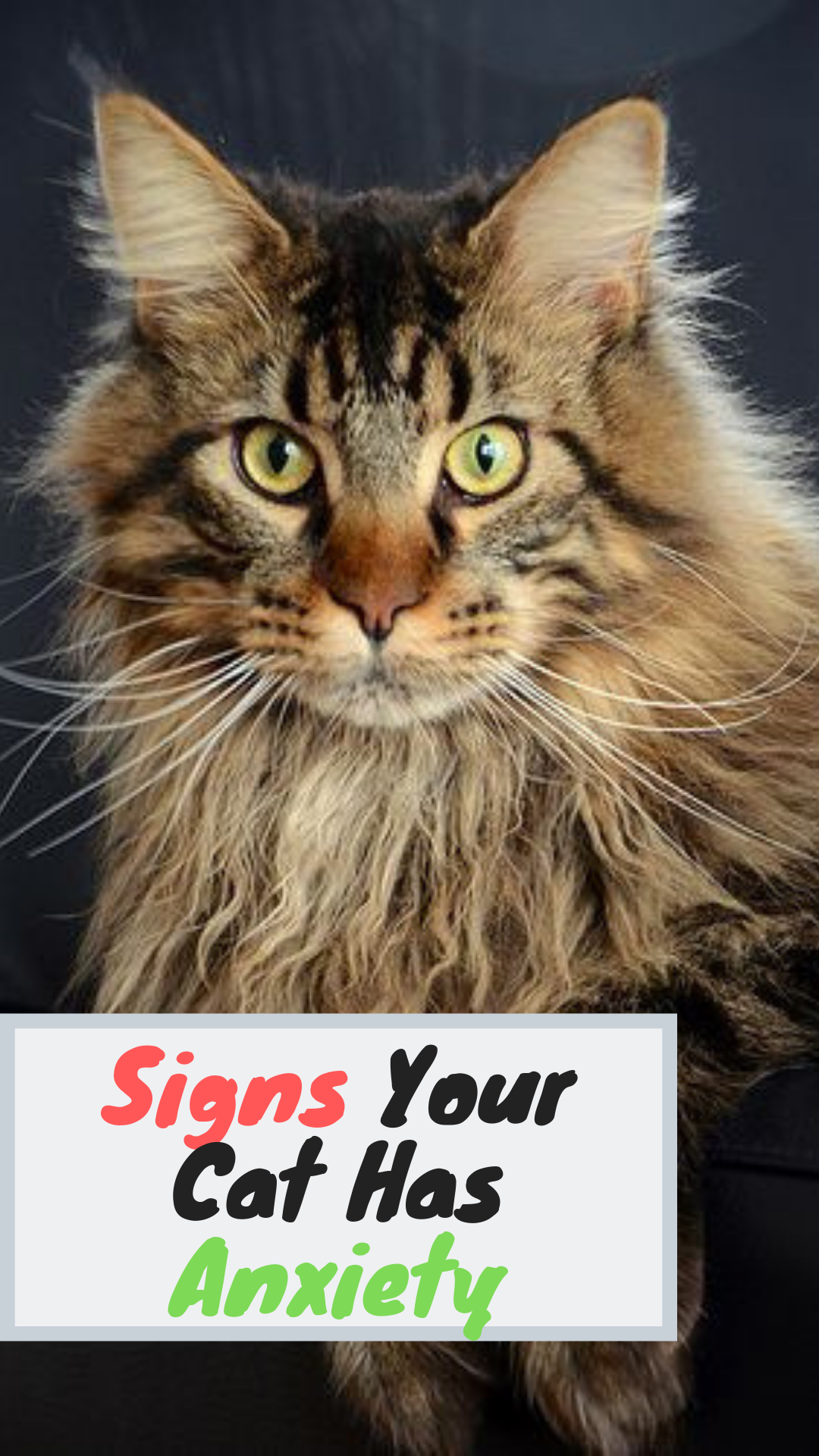 Top 6 Signs That Show Your Cat Is Happy Welfar4us In 2020 Cute Animal Photos Cat Photography Kittens Cutest