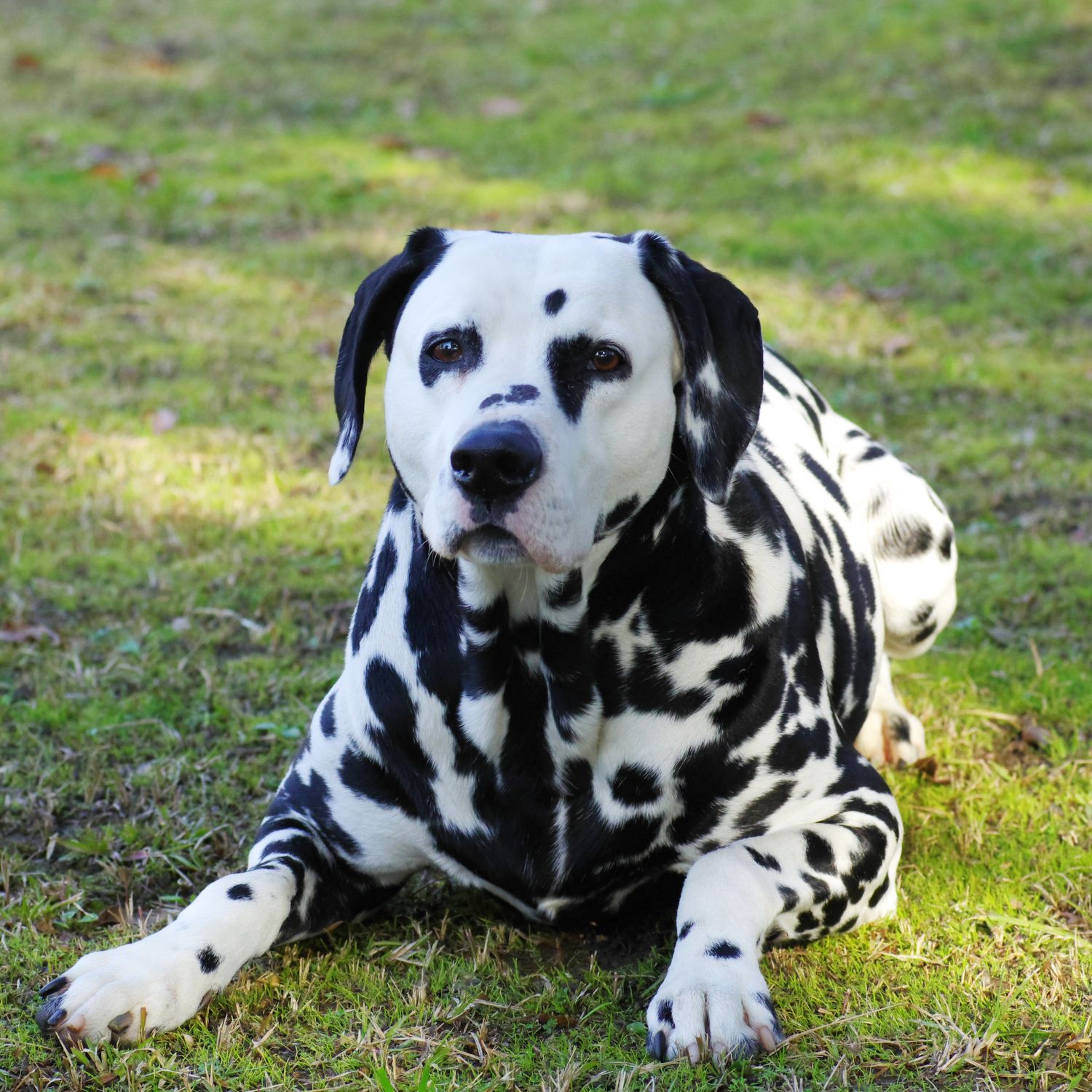 Pin On Animals Domestic Dogs