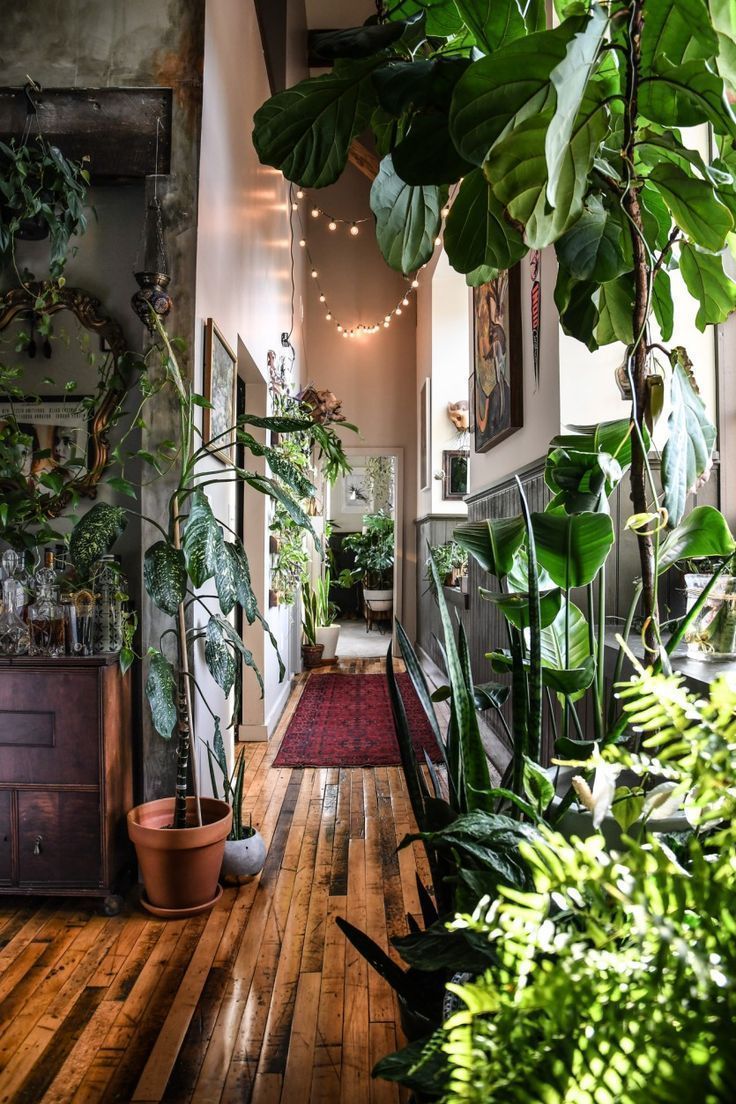 Un appartement jungle