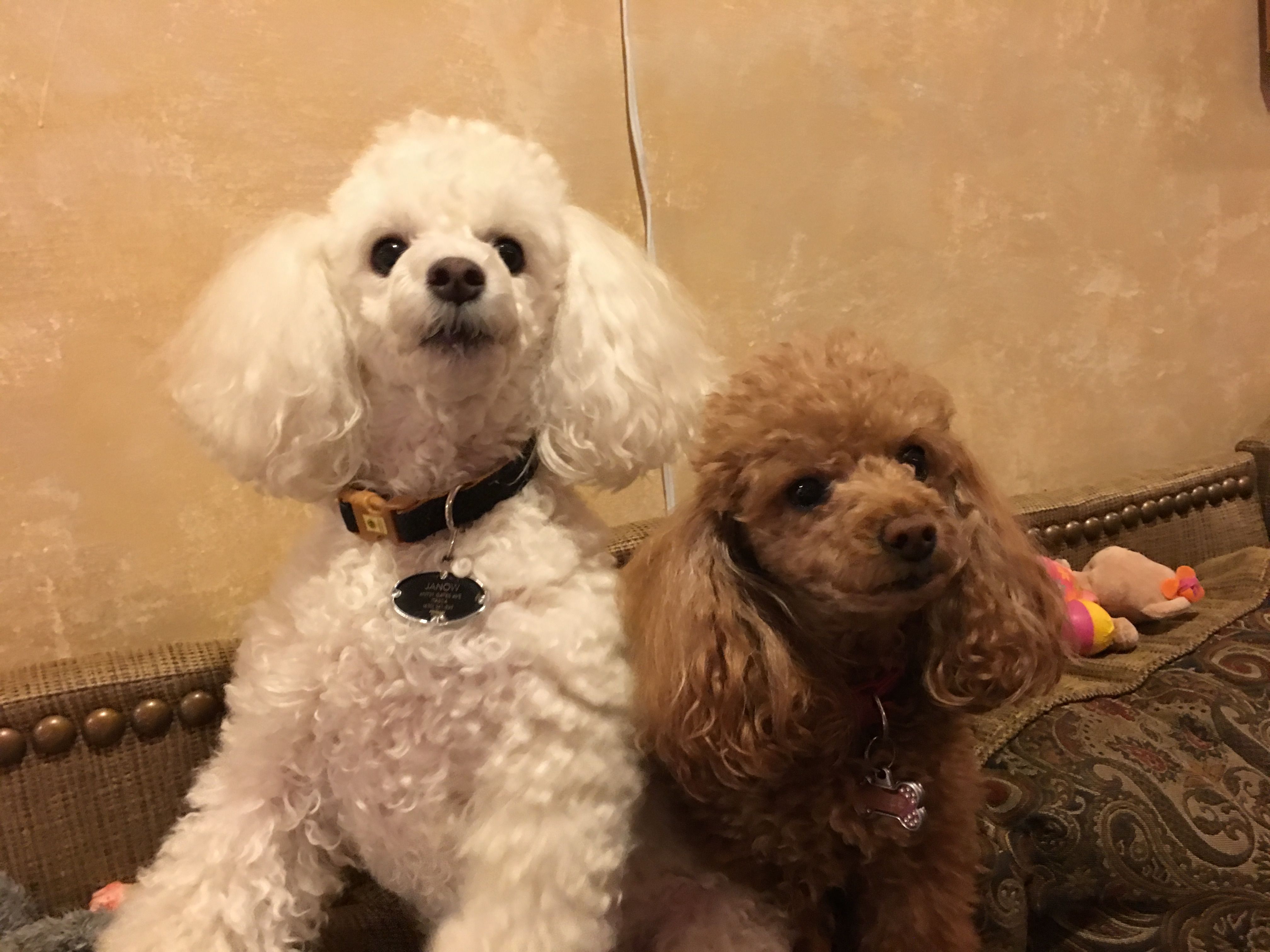 Poodles Cute Animals Toy Poodle Puppies Poodle Dogs