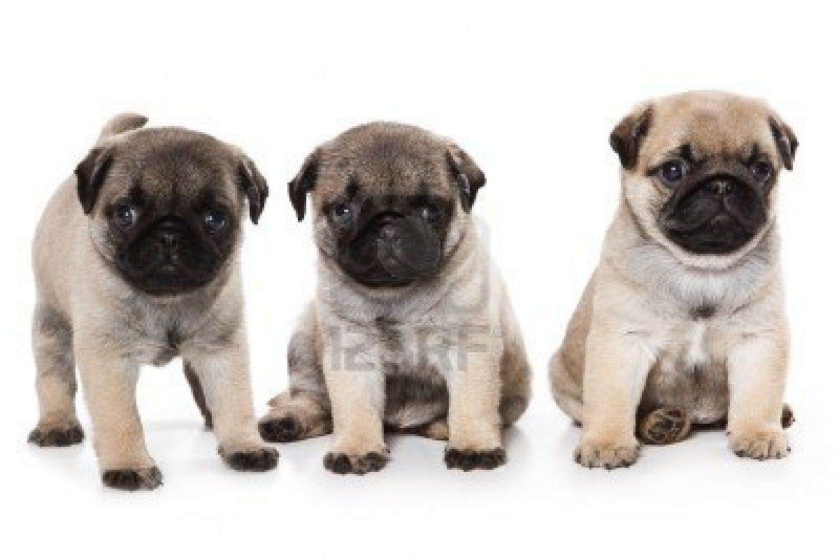 Stock Photo Pug Puppies Cute Pug Puppies Cute Pugs
