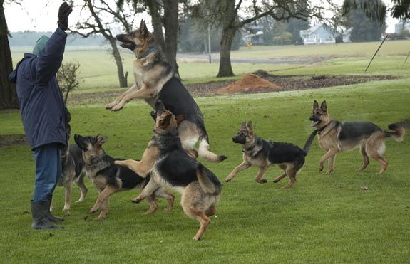 Herrenstolz German Shepherds He S Holding A Chipmunk Not A Ball