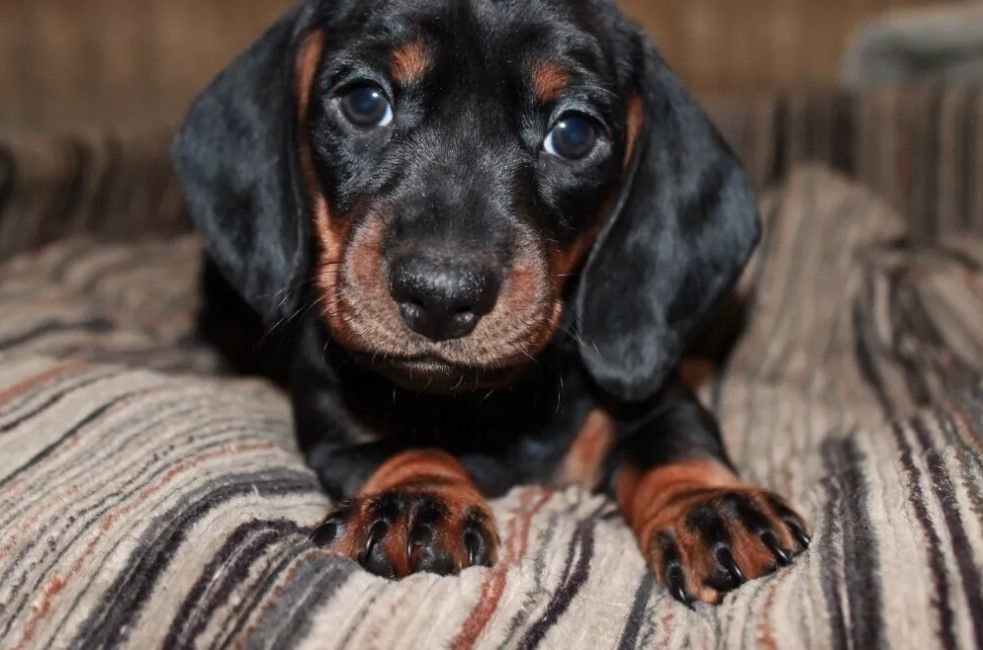 Pin On 1000 Best Names For Your Dogs