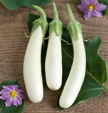 White Hybrid Long Eggplant Vegetable Seeds Organic Vegetable Plant Seed 100 Pcs White Hybrid Long Eggplant Vegetable Seeds Organic Vegetable Plant Seed 100 Pcs