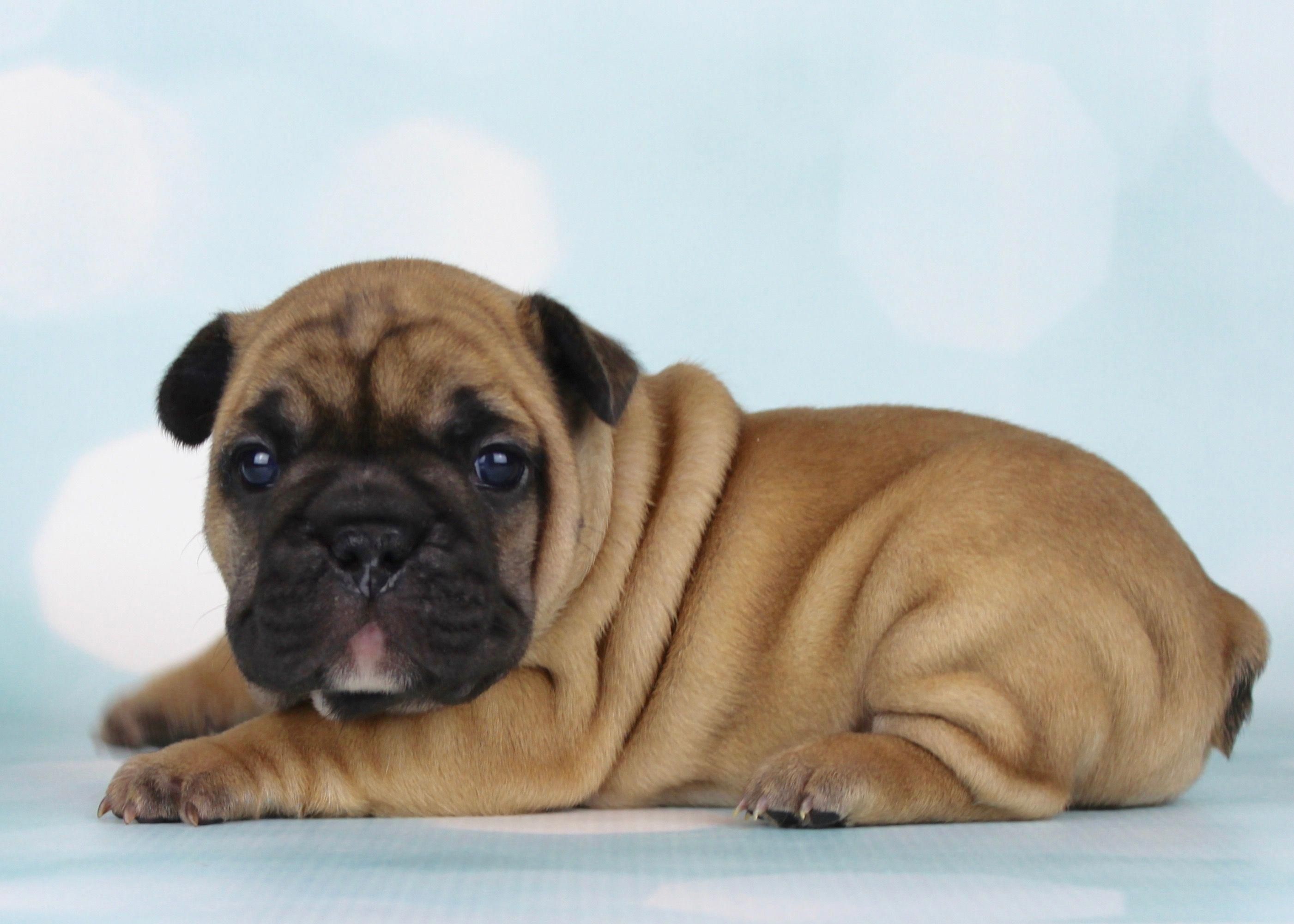 French Bulldog Puppy Walter Frenchbulldog Frenchie Frenchies