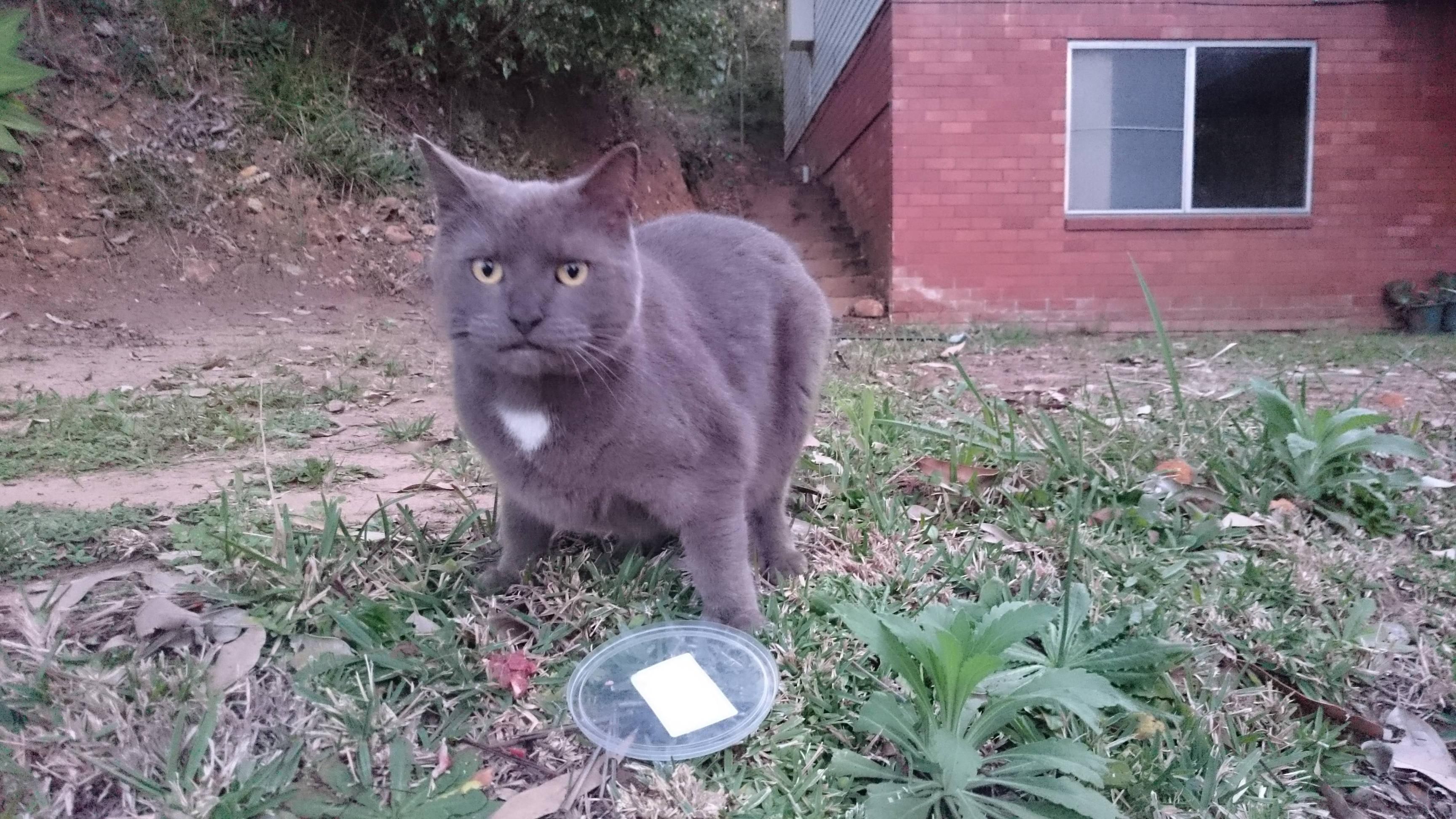 cat eating dog food reddit