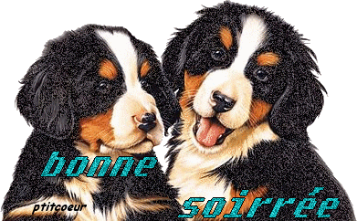 Bonne soirée Chiens Gif scintillant Gratuit | Chien Bonne soirée Chiens Gif scintillant Gratuit | Chien