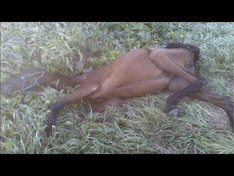 Teen Finds Dying Horse Trapped In Woods— But When Teen Finds Dying Horse Trapped In Woods— But When