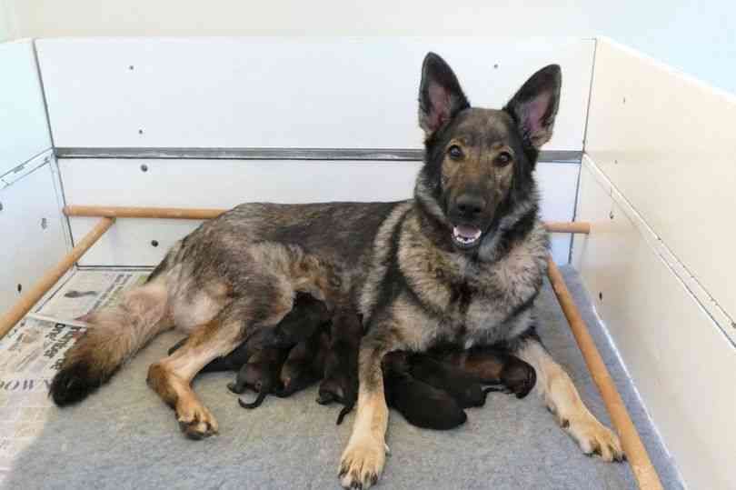 Police Dog Ella Gives Birth To Nine Very Cute Puppies Very