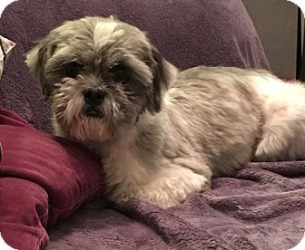 Pin By Mary Ann On Things I Like Pets Shih Tzu Shih Tzu Mix