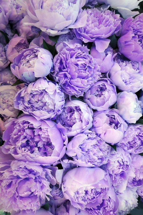Purple Peonies 花畑 綺麗な花 美しい花 Purple Peonies 花畑 綺麗な花 美しい花