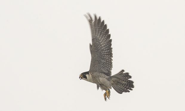 peregrine falcon new york city peregrine falcon new york city