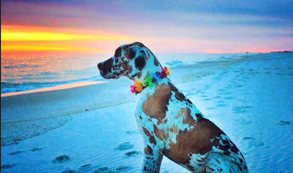 Thresher The Fawnequin Great Dane Takes In A Beautiful Sunset On