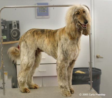 Afghan Hound Shaved Afghan Hound Hound Dog Hound
