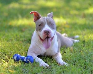 Adopt Chloe Big Kisser On Pitbull Terrier Cute Pitbulls Dogs