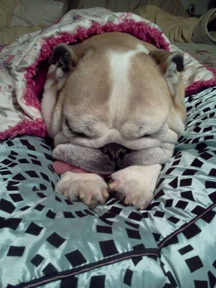 Dreaming Of Kitties Cute Puppies Bulldog Puppies Cute Bulldogs