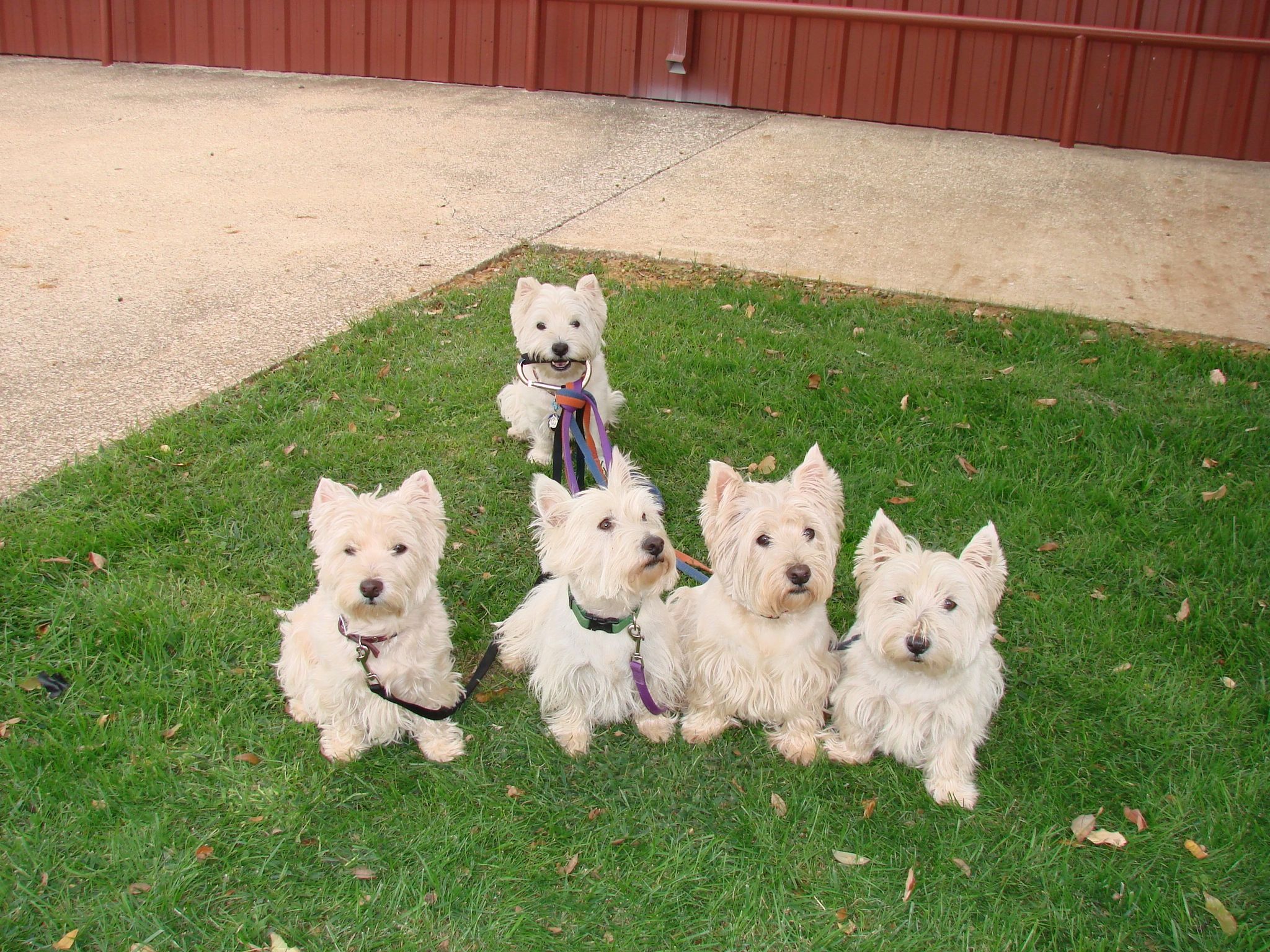 Pin By Viki Allen On Must Luv Animals Westies Dogs White Terrier
